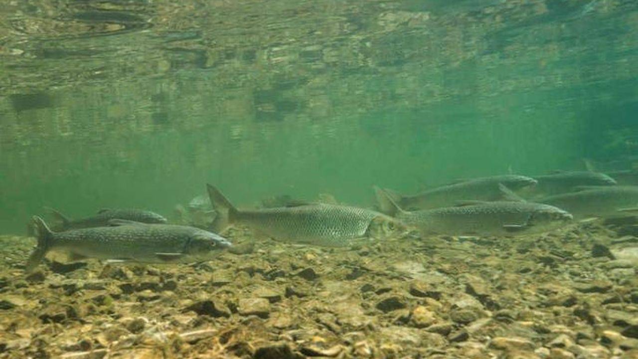 Einzelzimmer für 1 Person (22 m²) in Steinbach Am Attersee in Salzkammergut Mountains, Steinbach am Attersee