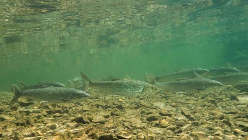 Ferienwohnung für 2 Personen am Attersee - 3