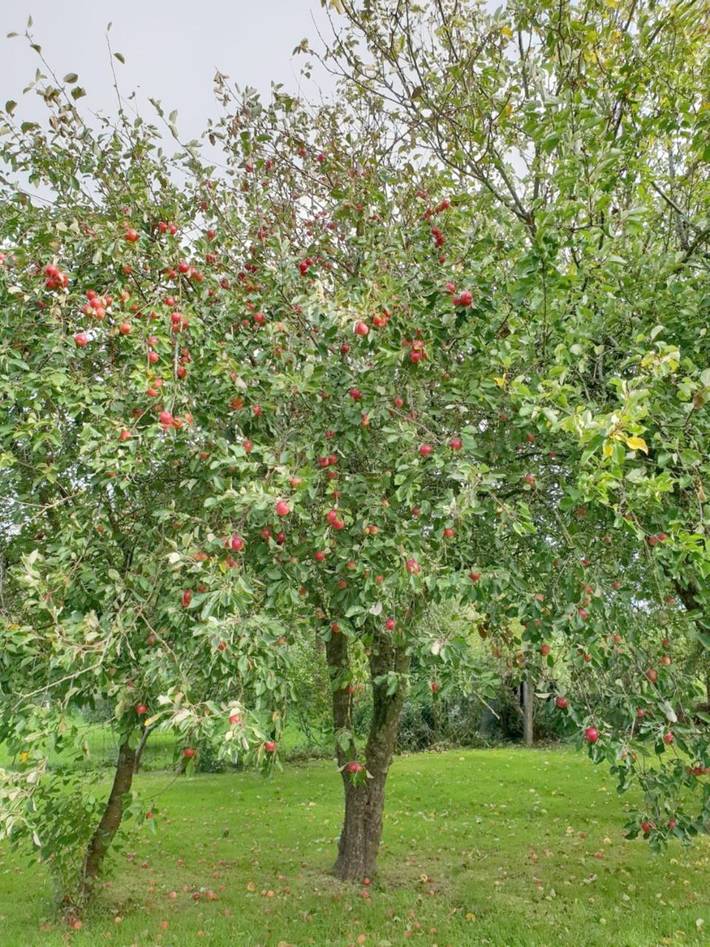 Ferienwohnung für 4 Personen, mit Garten in Neukirchen (Südtondern) - 2