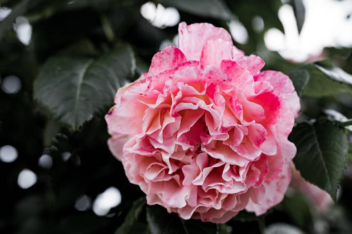 Ferienhaus für 6 Personen, mit Terrasse und Garten, kinderfreundlich in der Pfalz - 3