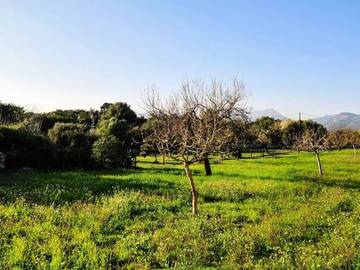 Villa in Búger, Mallorca Inselmitte für 6 