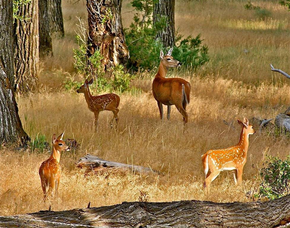 Perfect for two! Less than half mile from Yellowstone. 'Downtown' location. in Gardiner, Custer Gallatin National Forest