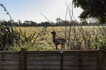 Beach House for 6 People in West Wittering, West Sussex, Photo 4