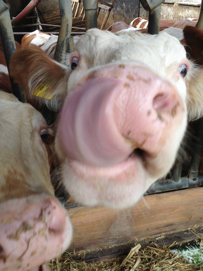 Bauernhof für 5 Personen, mit Garten, kinderfreundlich in Oberfranken - 4
