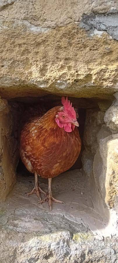 Chambre d’hôte pour 2 personnes, avec jardin et vue à Saint-Jean-de-Monts - 2