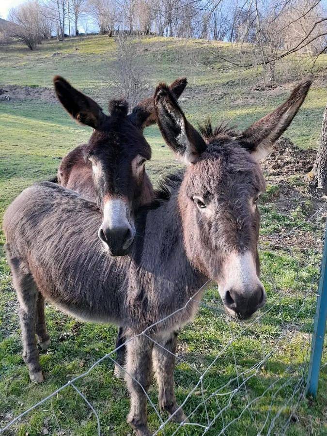 Gîte pour 5 personnes, avec jardin et vue dans Col du Soulor - 3