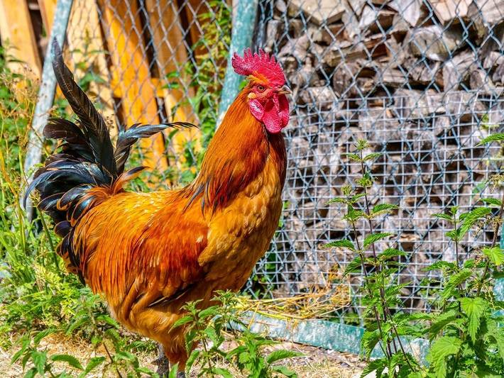 Bauernhof für 4 Personen, mit Terrasse und Garten in Schleswig-Holstein - 3