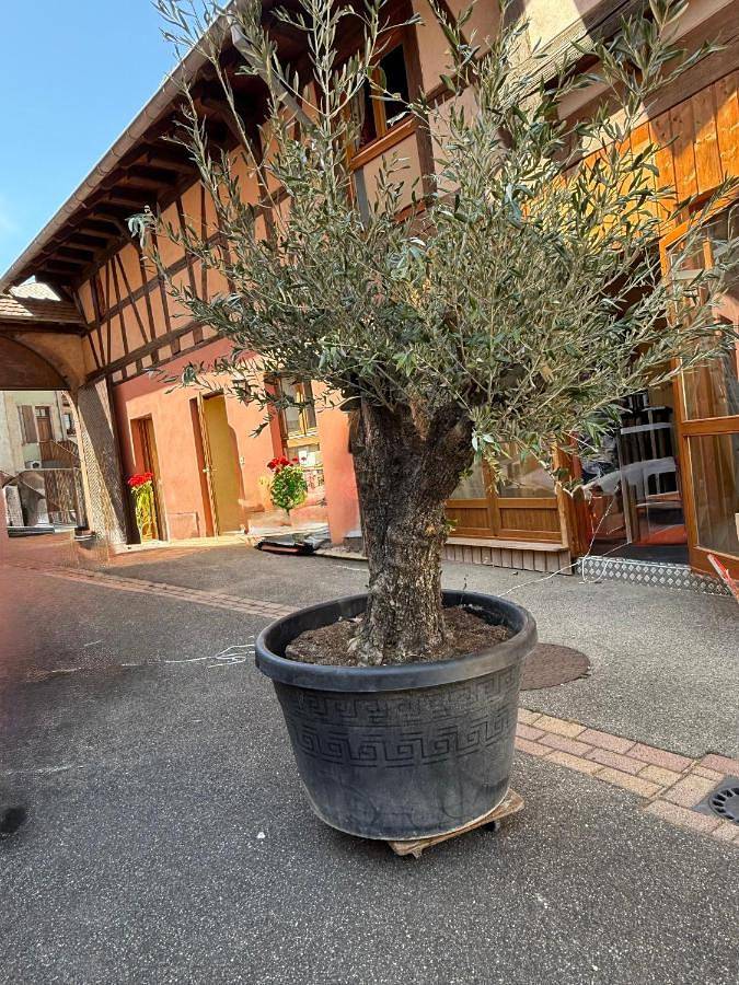 Gîte pour 2 personnes, avec terrasse à Neubois - 2