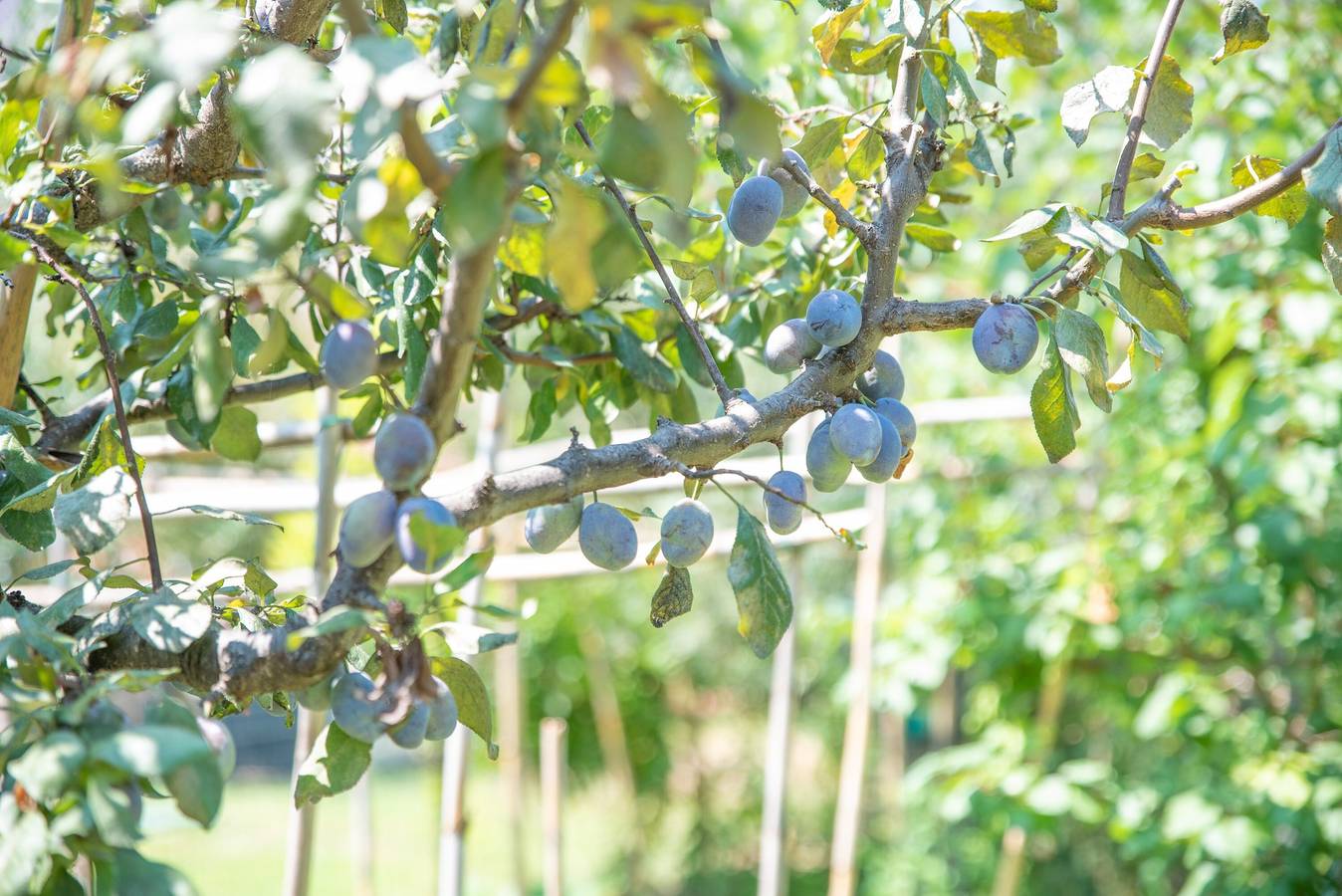 Avec grand jardin et au calme - Villetta Olivastro in Suaredda-traversa, San Teodoro