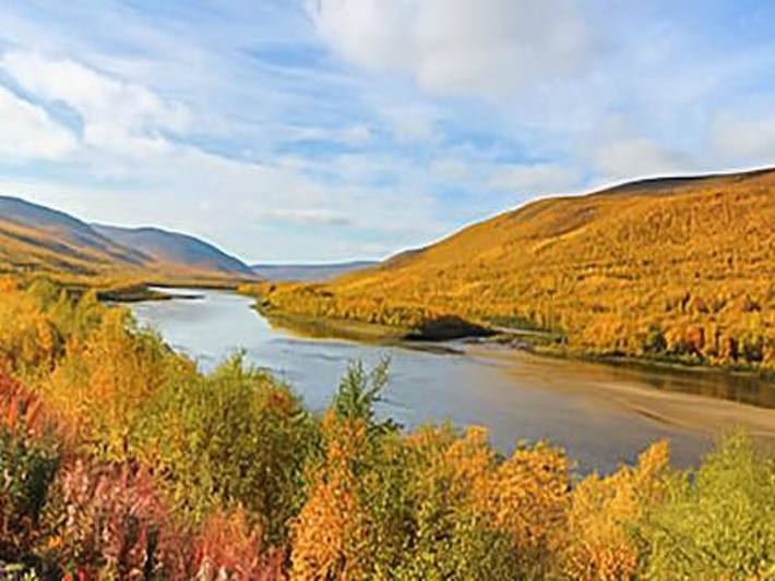 Karetörmä in Lappland