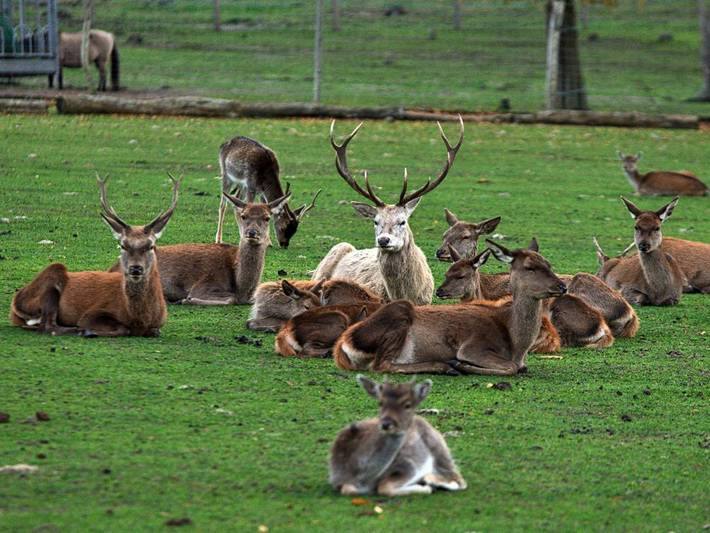 Hütte für 4 Personen, mit Pool und Balkon in Brandenburg - 4