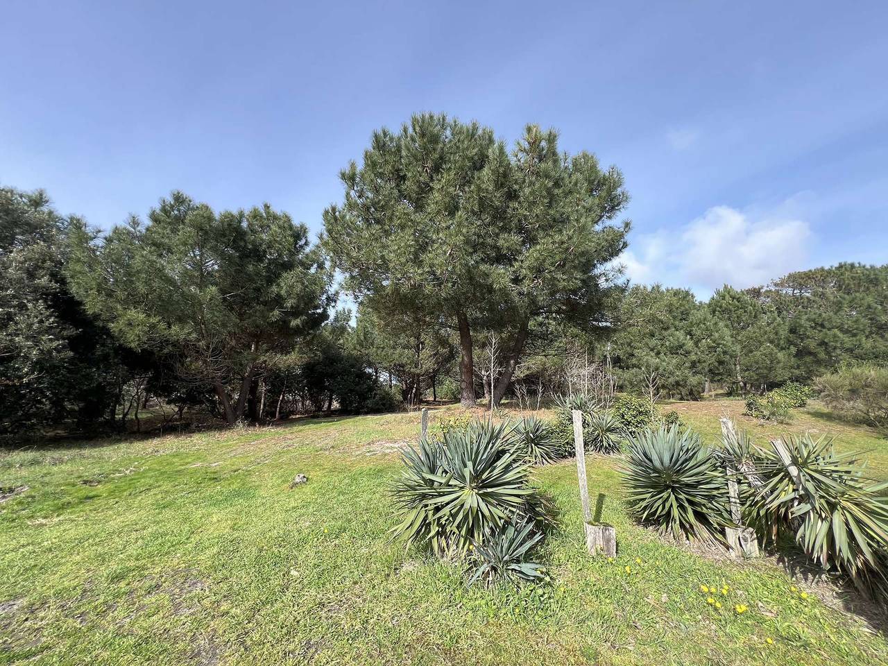 058 – Kleine, ruhige Ecke neben den Pinien und 200 m vom Meer entfernt in Vendays-Montalivet, Lesparre-Médoc und Umgebung