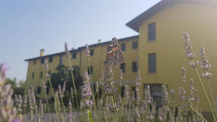 Gîte pour 2 personnes, avec vue ainsi que jardin et balcon, animaux acceptés à Palazzolo dello Stella - 3