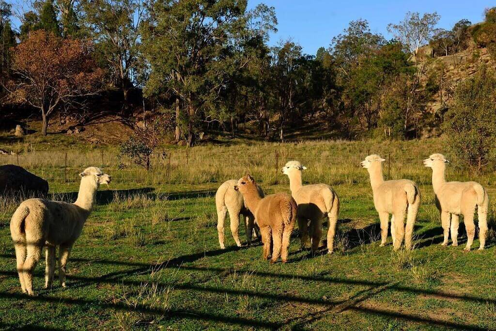 Ithaca Farm Cottage Country View Seclusion in Mid-Western Regional Council