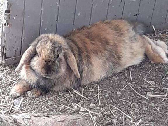 Gîte pour 5 personnes, avec vue et jardin à Aigrefeuille-d'Aunis - 4