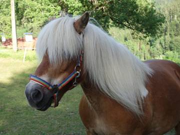 Bauernhof für 3 Personen in Vorderstoder, Steyr-Kirchdorf, Bild 4