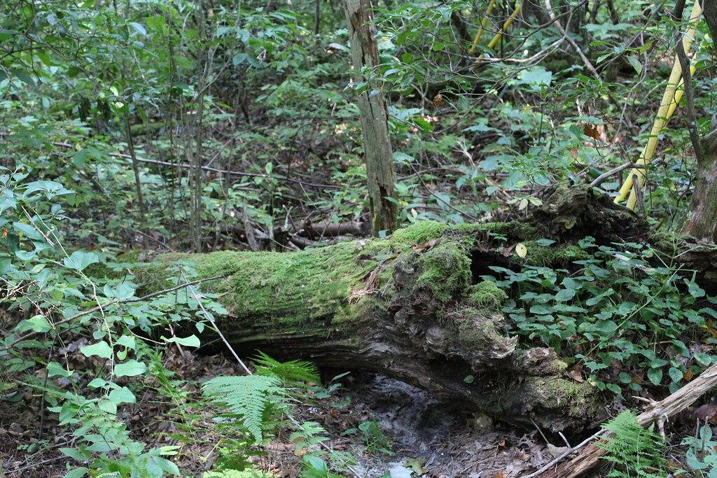 Couples Retreat - Secluded Mountain Home Minutes From Main Street!! in Highlands (NC), Macon County