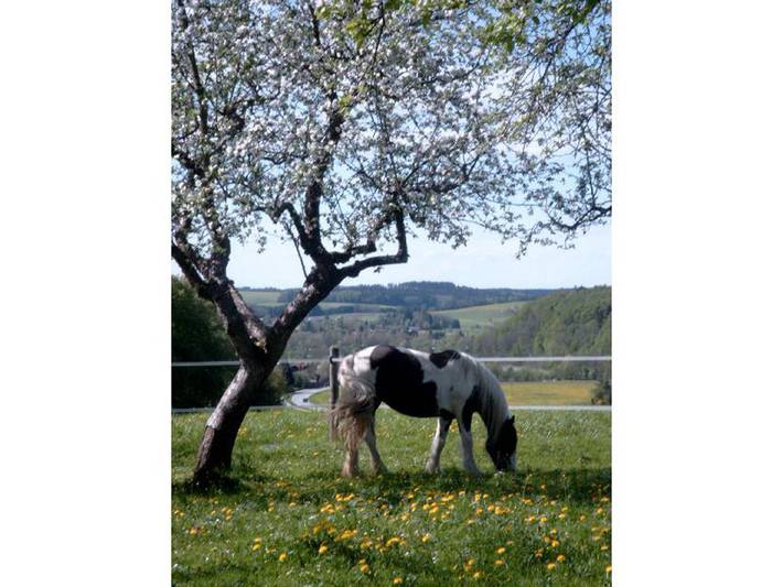 Ferienwohnung für 3 Personen, mit Terrasse und Balkon/Terrasse, mit Haustier in Waging am See - 4