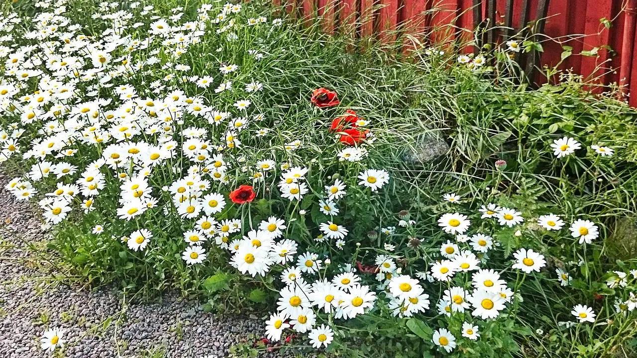 Hus för 6 Personer med trädgård in Västervik