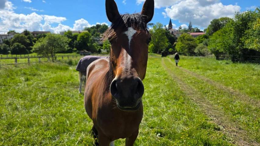 Location de vacances pour 10 personnes, avec terrasse ainsi que jardin et jacuzzi, animaux acceptés à Joze - 4