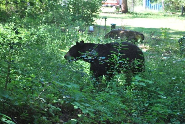Log cabin for 4 people, with yard in Glacier National Park