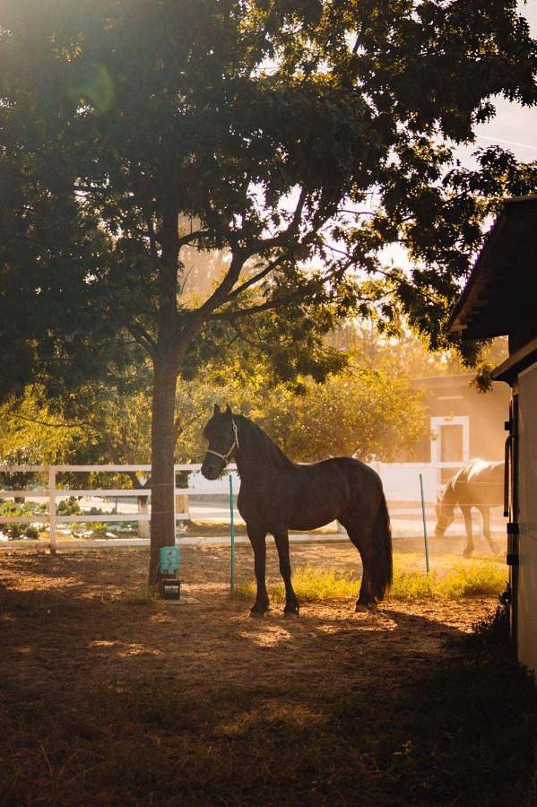 Station pour 2 personnes, avec jacuzzi et sauna ainsi que jardin et piscine, animaux acceptés dans Giurgiu - 3