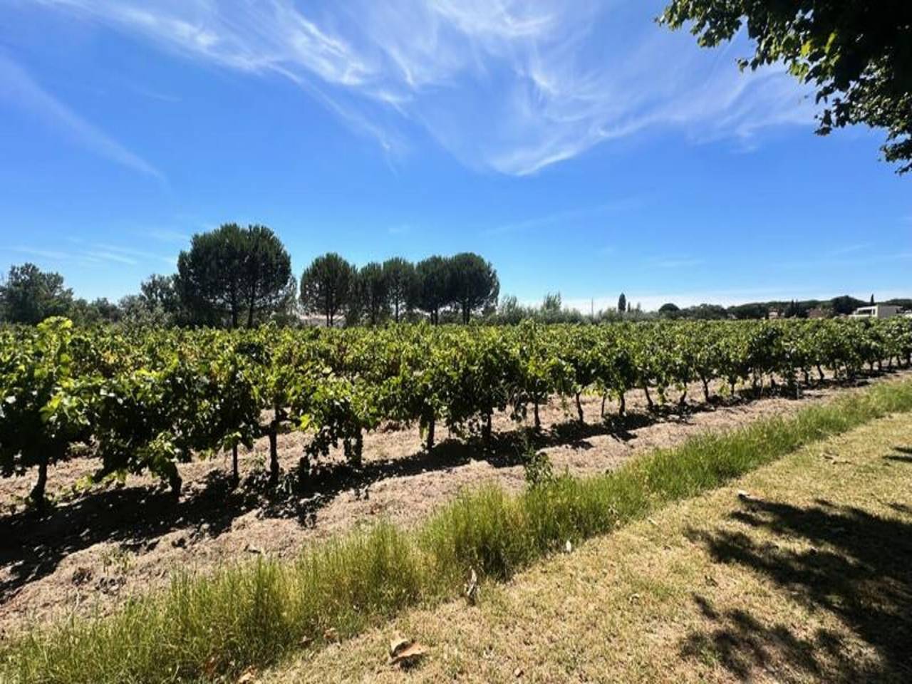Appartement entier, Ferme à Aigues-Mortes près de la plage in Aigues-Mortes, Côte d'Améthyste