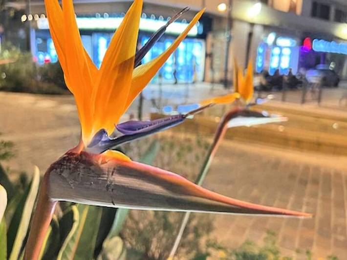 Gîte pour 5 personnes, avec terrasse, animaux acceptés dans Casino De Sainte Maxime - 2