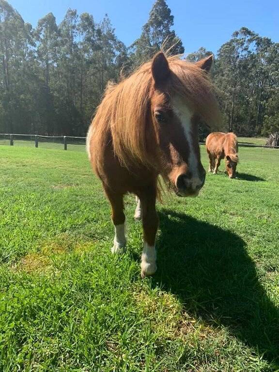 Breemiloy Homestead - Abgeschiedenes 28 Hektar großes Grundstück in Hunter Valley