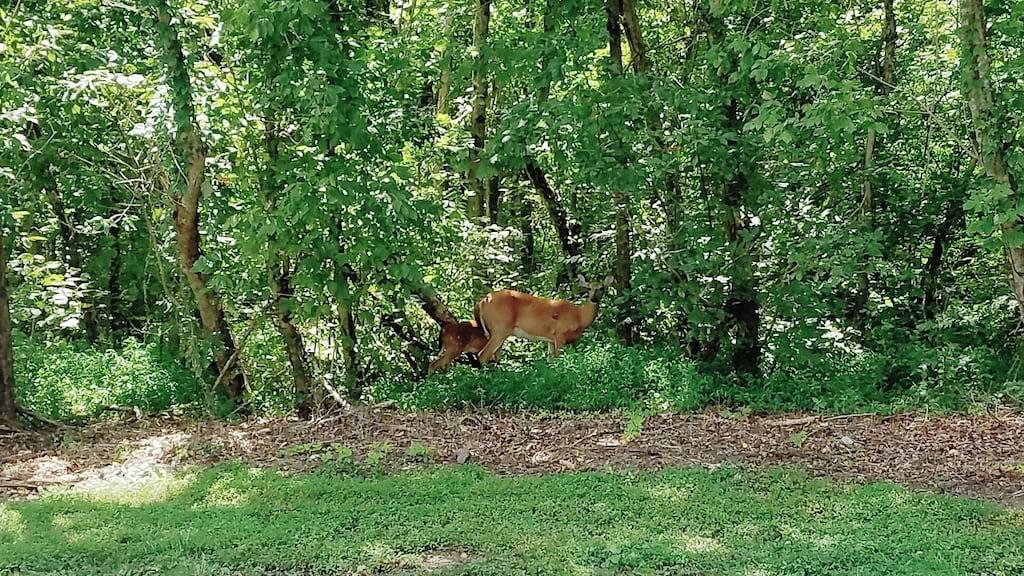 Neu! Lake House Hideaway # 2 - nur 1 Meile über Jamestown Marina! in Lake Cumberland