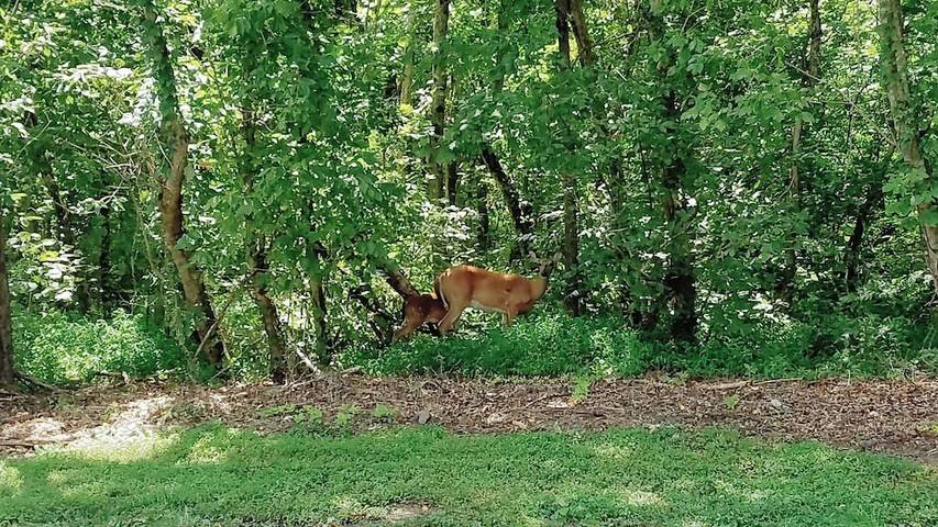 Ferienhaus für 8 Personen, mit Garten und Terrasse - 1