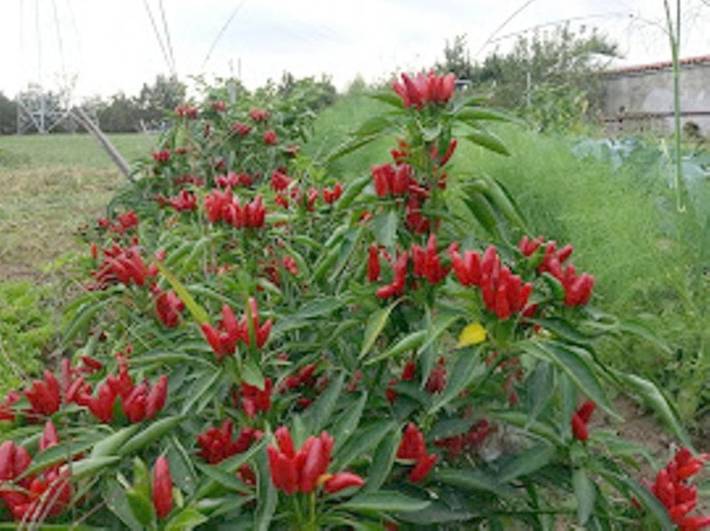 Location de vacances pour 2 personnes, avec jardin à Leinì - 4