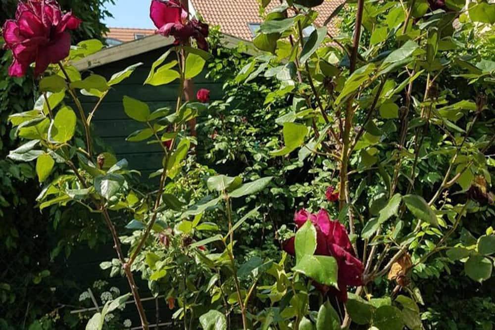 Ganze Wohnung, Apartment am See in Neuruppin, Ruppiner Seenland