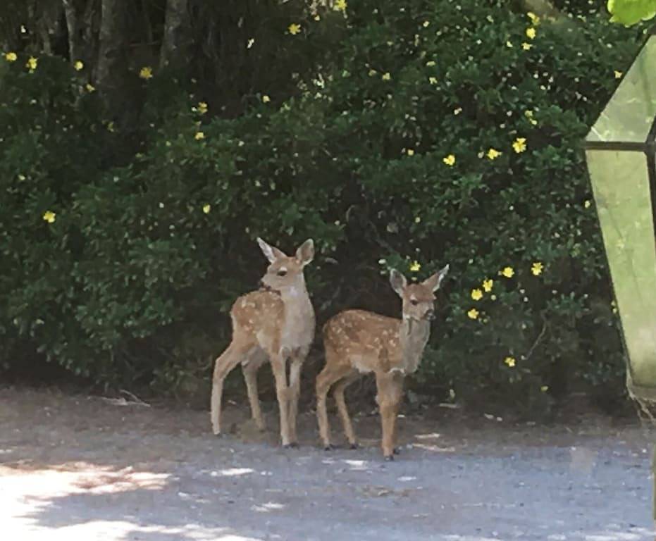 Ganze Wohnung, Gemütlicher und charmanter Apfelblüten-Retreat mit geteiltem Whirlpool - wir sind zurück !! in California North Coast