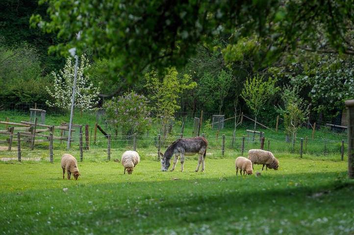 Bauernhaus für 6 Personen, mit Garten und Terrasse, mit Haustier in der Eifel - 3