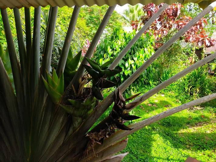 Gîte pour 2 personnes, avec jardin ainsi que terrasse et vue, animaux acceptés dans Guyane française - 4