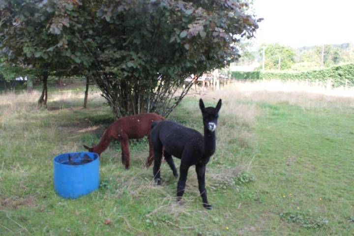 Gîte pour 8 personnes, avec jardin à Vrigne-aux-Bois - 2