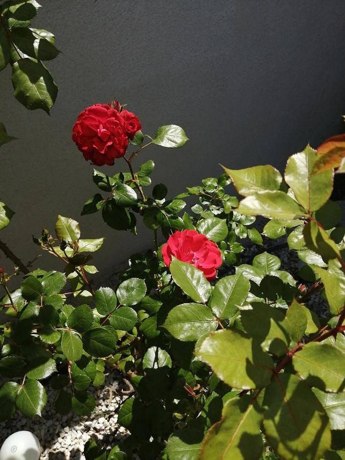 Location de vacances pour 4 personnes, avec vue ainsi que jardin et piscine à Eyguières - 4