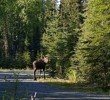 Blockhütte für 6 Personen in Soldotna, Alaska, Bild 1