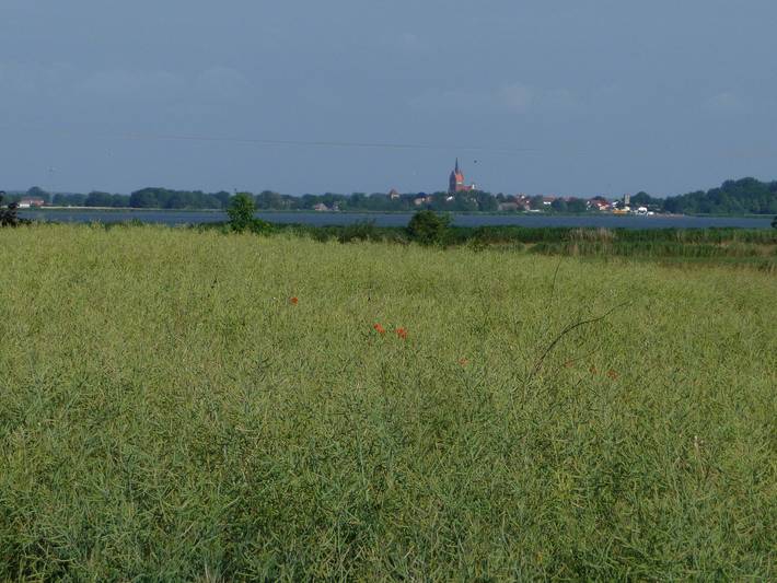 Ferienhaus für 8 Personen, mit Garten und Sauna auf Usedom - 3