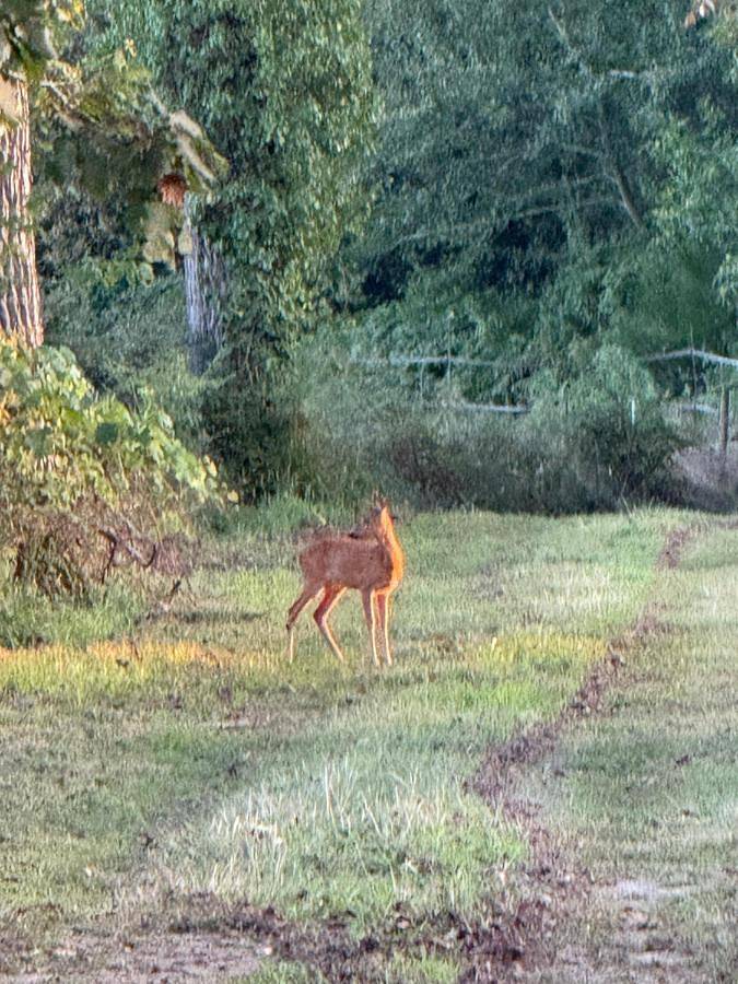 Location de vacances pour 6 personnes, avec jardin ainsi que piscine et jacuzzi à Lucbardez-et-Bargues - 2