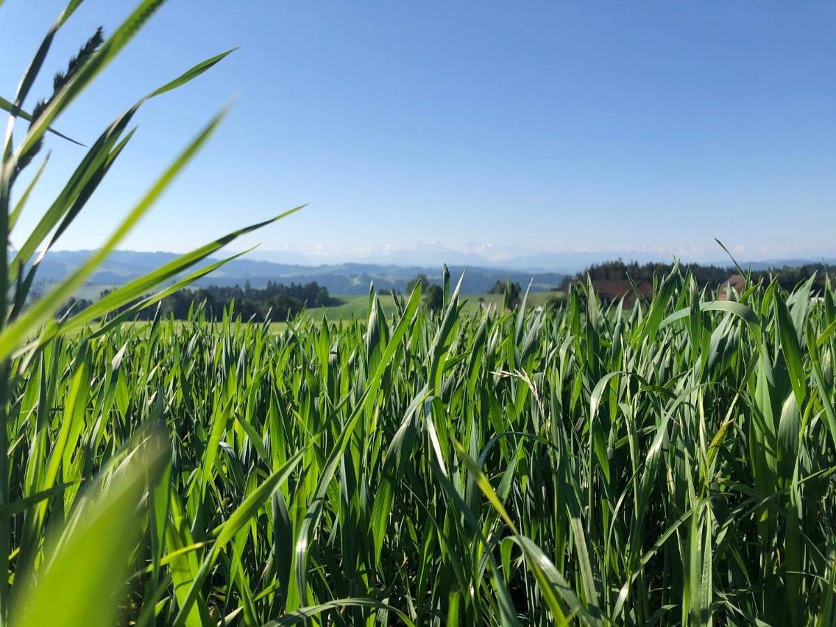 Bühl 3 in Affoltern im Emmental, Kanton Bern