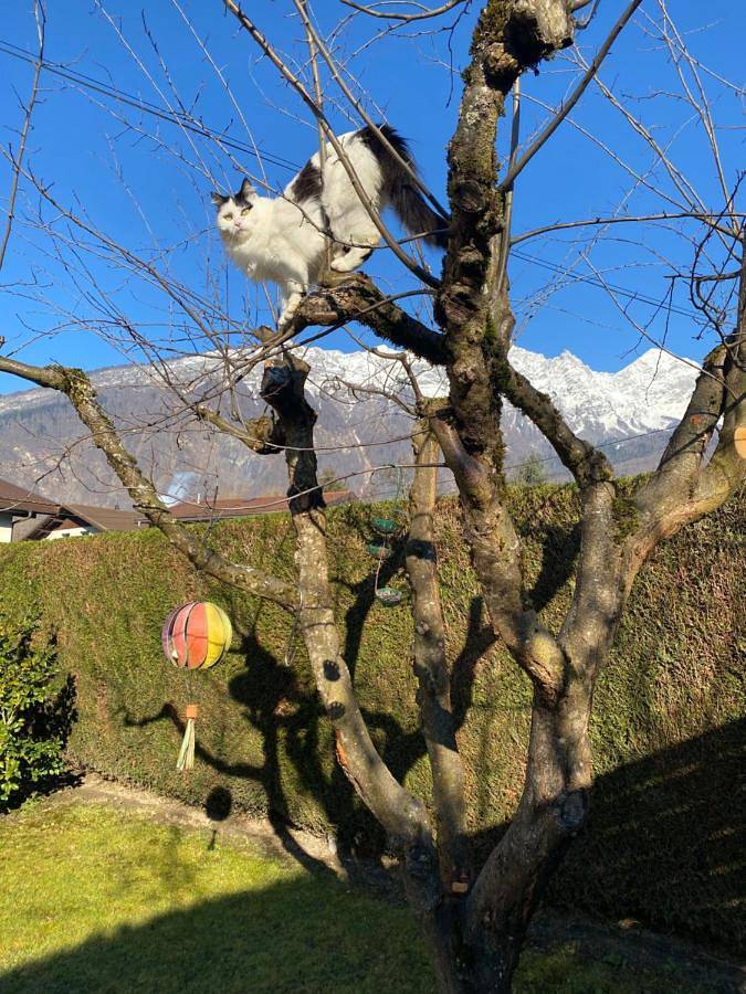 Location de vacances pour 2 personnes, avec jardin à Ugine - 2