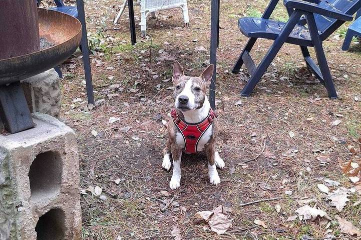 Ferienhaus für 3 Personen, mit Garten und Terrasse in Beelitz - 3