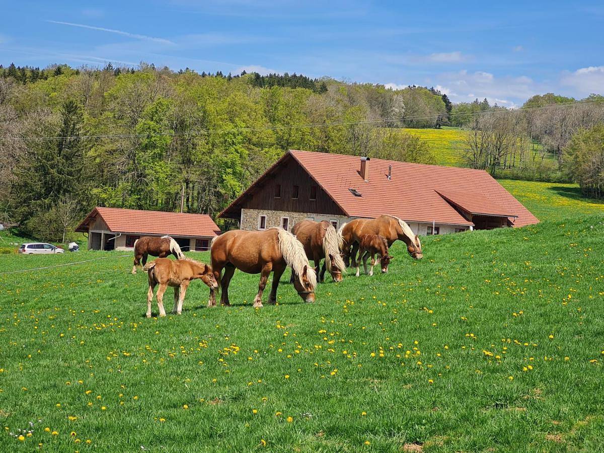 Gîte du cheval blanc in Arçon, Jura Francais