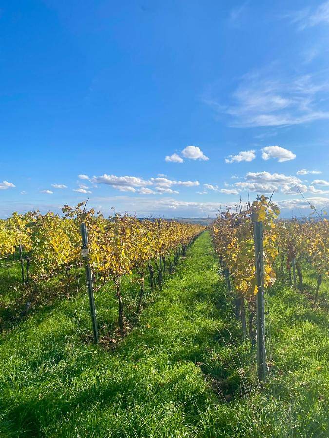 Ferienwohnung für 8 Personen, mit Terrasse und Ausblick, mit Haustier in Eltville am Rhein