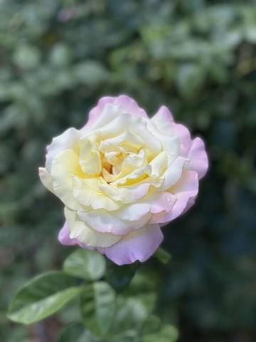 Glamping for 6 Guests in Hermosa, Southwest Colorado, Picture 3