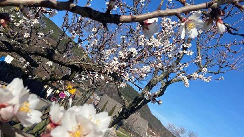 Ferienwohnung für 4 Personen, mit Balkon in Neustadt an der Weinstraße - 2