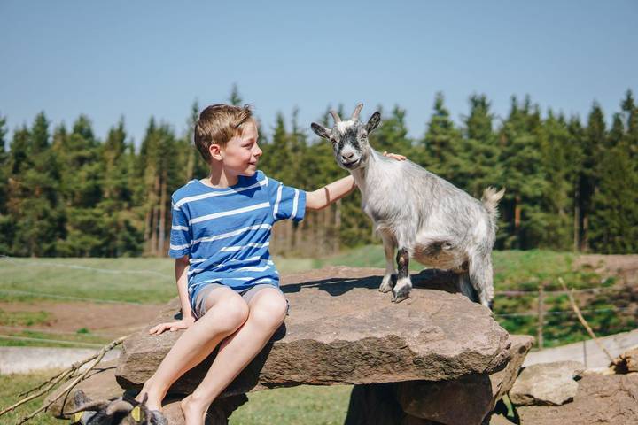 Gîte pour 4 personnes, avec terrasse et jardin, animaux acceptés à Schramberg - 4