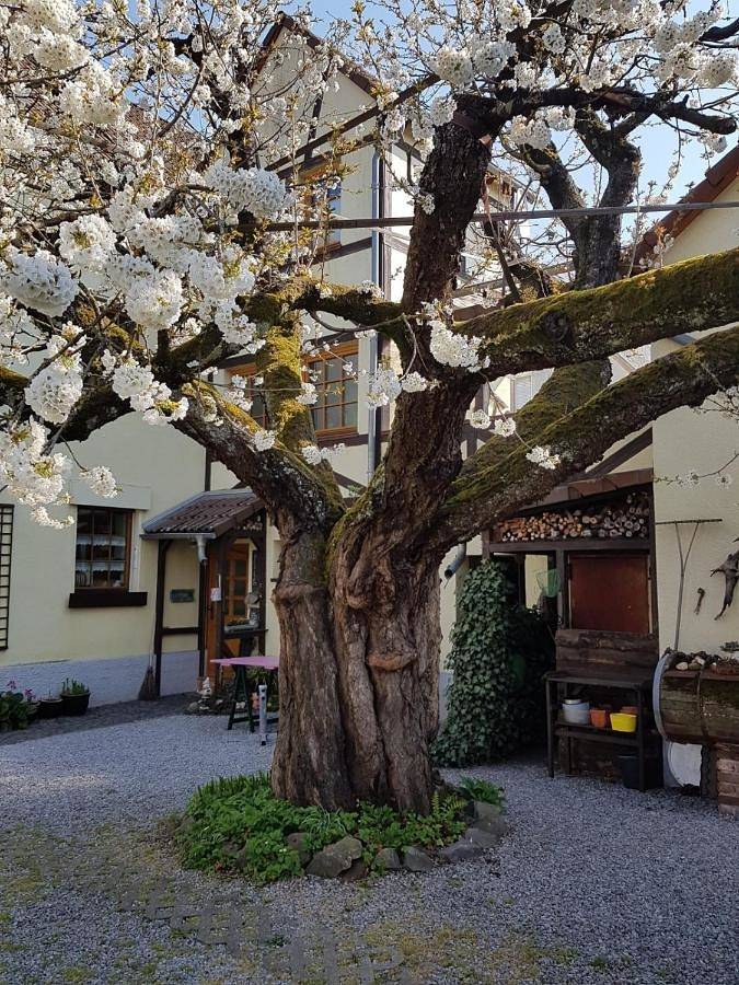 Ganze Wohnung, Ferienwohnung Zum-alten-Kirschbaum in Limburg, Landkreis Limburg-Weilburg